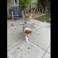 Rough Collie