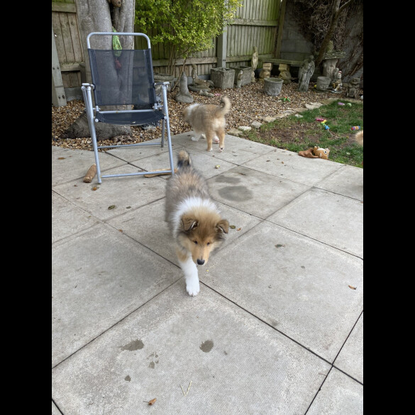 Rough Collie