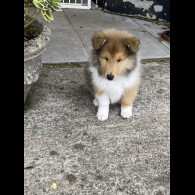 Rough Collie
