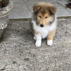 Rough Collie