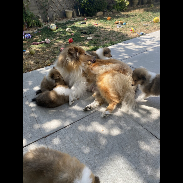 Rough Collie