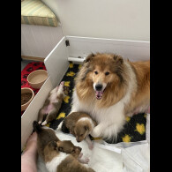 Rough Collie