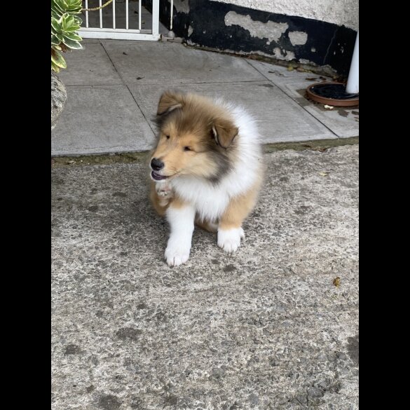 Rough Collie