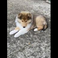 Rough Collie