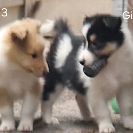 Rough Collie - Both