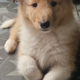 Rough Collie - Both