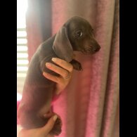 Dachshund (Miniature Smooth Haired)