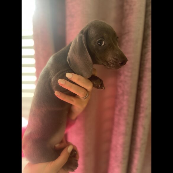 Dachshund (Miniature Smooth Haired)