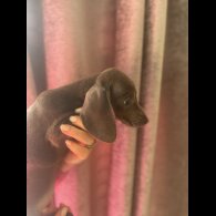 Dachshund (Miniature Smooth Haired)