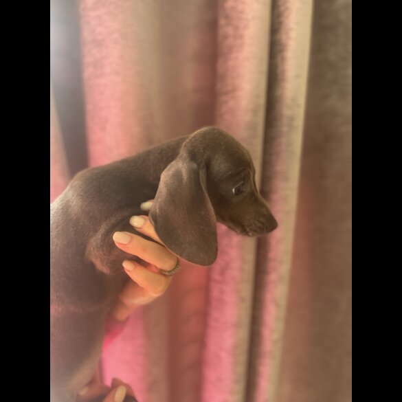 Dachshund (Miniature Smooth Haired)