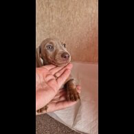 Dachshund (Miniature Smooth Haired)