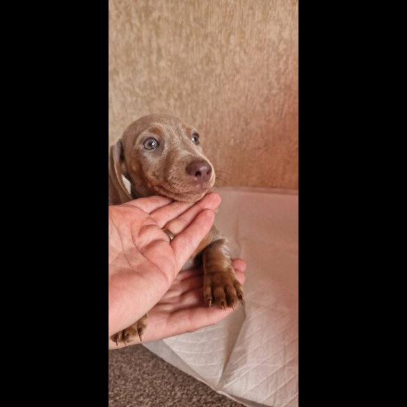 Dachshund (Miniature Smooth Haired)
