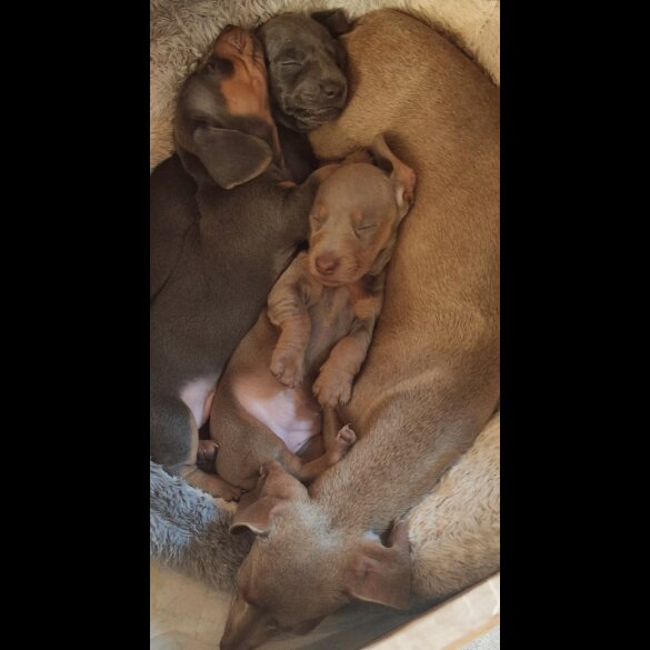 Dachshund (Miniature Smooth Haired)