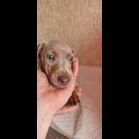 Dachshund (Miniature Smooth Haired)
