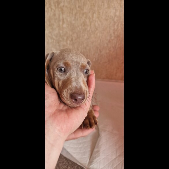 Dachshund (Miniature Smooth Haired)