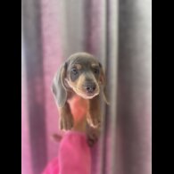 Dachshund (Miniature Smooth Haired)