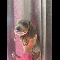 Dachshund (Miniature Smooth Haired)