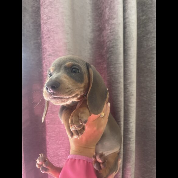 Dachshund (Miniature Smooth Haired)