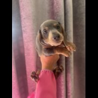 Dachshund (Miniature Smooth Haired)