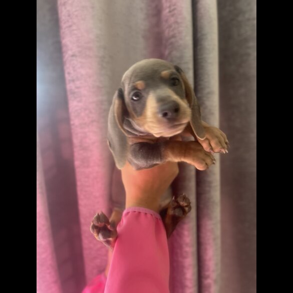 Dachshund (Miniature Smooth Haired)
