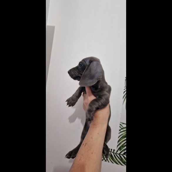 Dachshund (Miniature Smooth Haired)