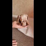 Dachshund (Miniature Smooth Haired)