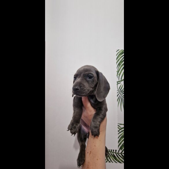 Dachshund (Miniature Smooth Haired)