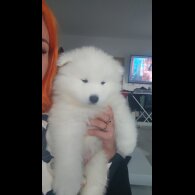 Samoyed - Both