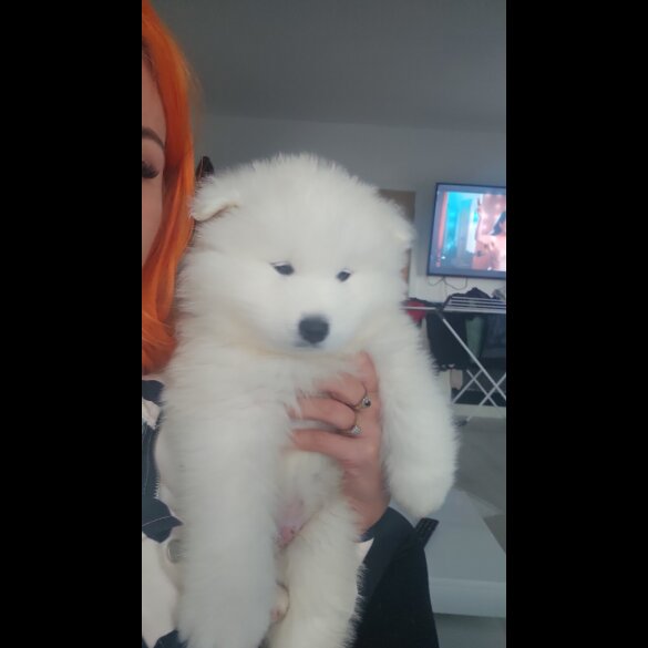 Samoyed - Both