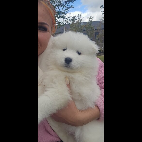 Samoyed - Both