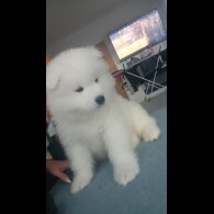 Samoyed - Both