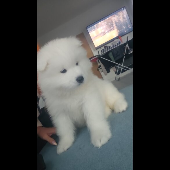 Samoyed - Both