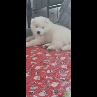 Samoyed - Both