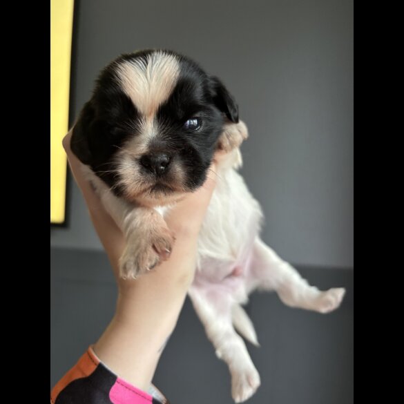 Shih Tzu - Both