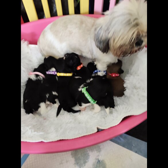 Shih Tzu