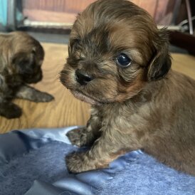 Shihpoo