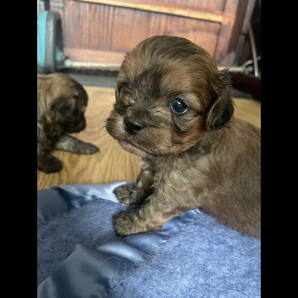 Shihpoo