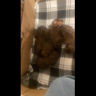 Shihpoo