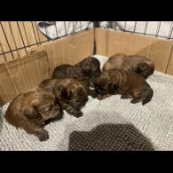Shihpoo