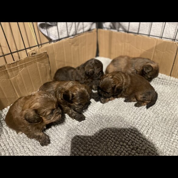 Shihpoo