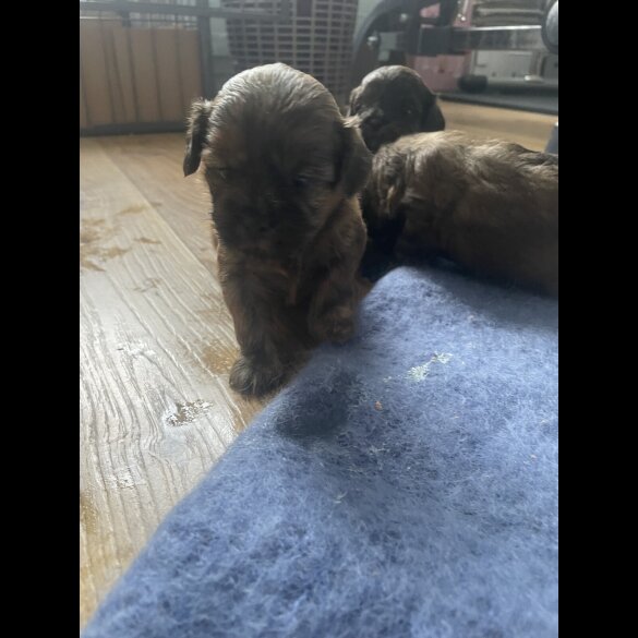 Shihpoo