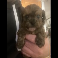 Shihpoo
