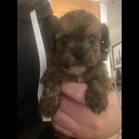 Shihpoo