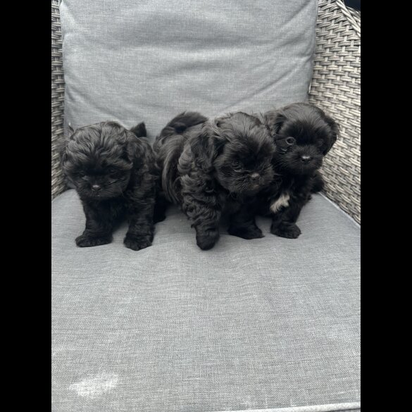 Shihpoo - Both