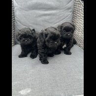 Shihpoo - Both