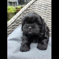 Shihpoo - Both
