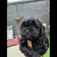 Shihpoo - Both