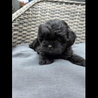 Shihpoo - Both