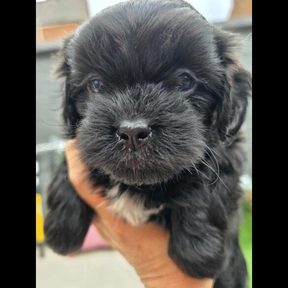 Shihpoo - Both