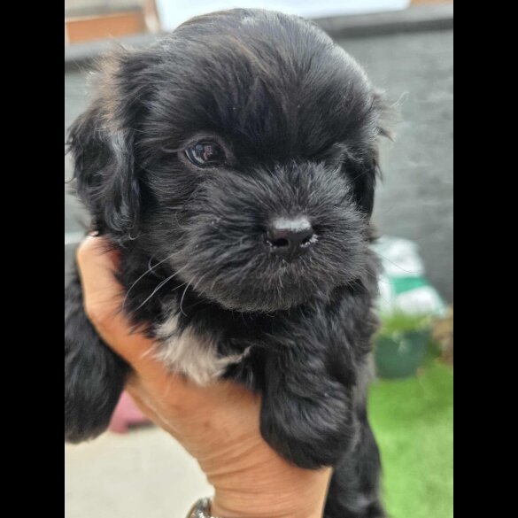 Shihpoo - Both